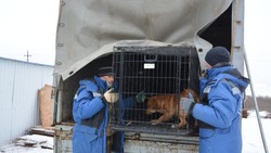 В 2024 году в Астрахани отловят 10 тысяч собак