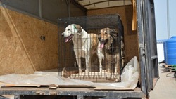 Более 150 астраханских собак из муниципального приюта обрели новый дом