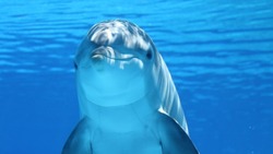Дельфины стали чаще нападать на людей